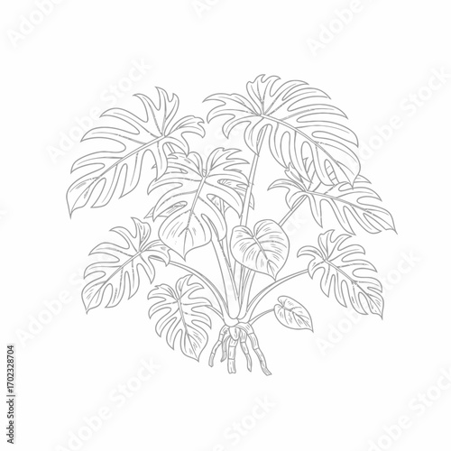 A detailed line drawing of a Monstera Deliciosa plant with its characteristic large, split leaves and aerial roots.