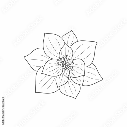 A detailed black and white line drawing of a single, multi-petaled flower with a central cluster of stamens.
