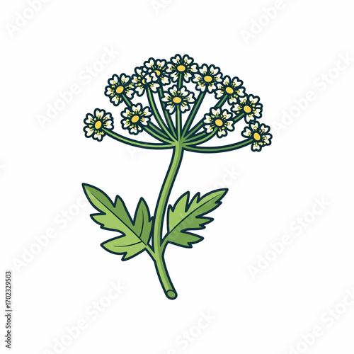 A detailed illustration of a flowering plant with a cluster of small white flowers and green leaves.