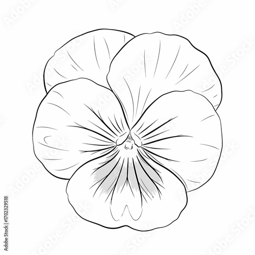 A detailed black and white line drawing of a single pansy flower with five petals and intricate veining.
