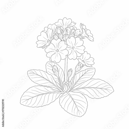 A detailed line drawing of a blooming primrose plant with multiple flowers and leaves.