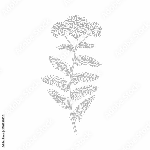 Detailed botanical line drawing of a yarrow plant with small clustered flowers and fern-like leaves.