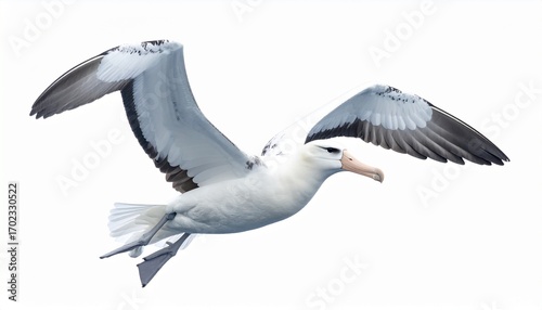 Albatross bird with massive wingspan white feathers hooked beak ocean flying seabird isolated on white background
