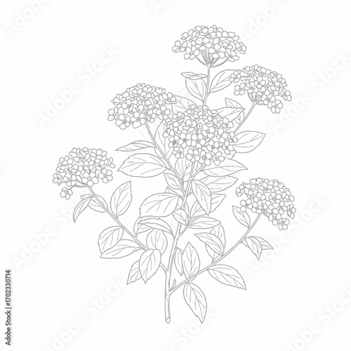 A detailed line drawing of a flowering plant with multiple clusters of small blossoms and leaves.