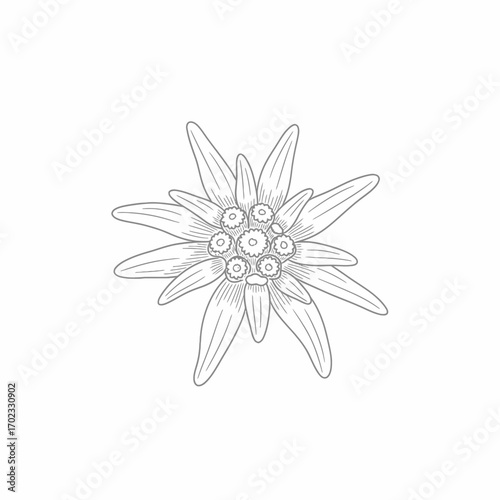 A detailed black and white line drawing of an Edelweiss flower, showcasing its unique star-shaped bloom and fuzzy texture.