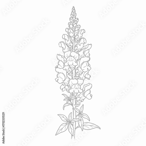 Detailed line art illustration of a snapdragon flower with multiple blossoms and leaves, depicted in a vertical orientation.