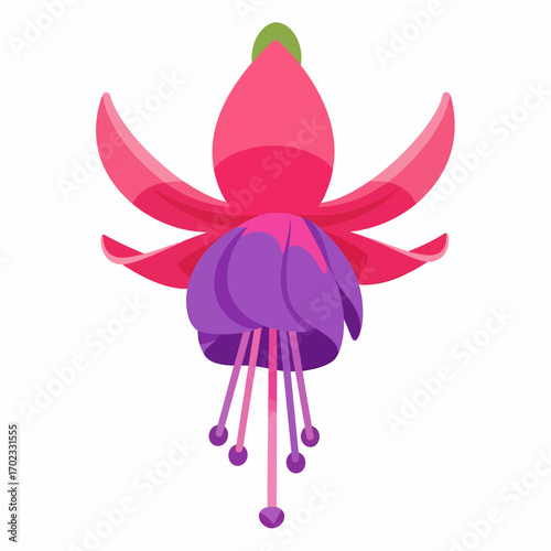 A vibrant cartoon illustration of a fuchsia flower with pink petals and a purple bell-shaped corolla, featuring delicate stamens.