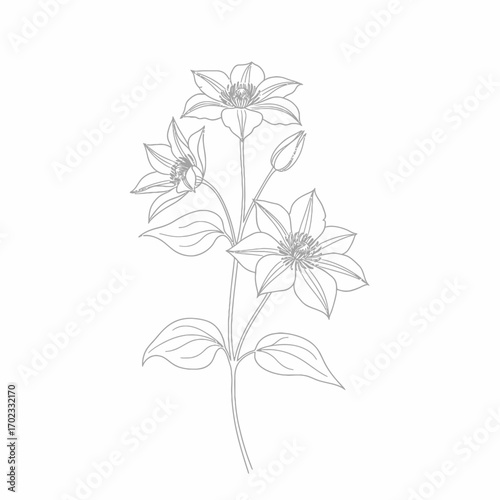 A delicate line art illustration of a flowering plant with multiple blooms and buds on a single stem, featuring intricate petal details and leaves.