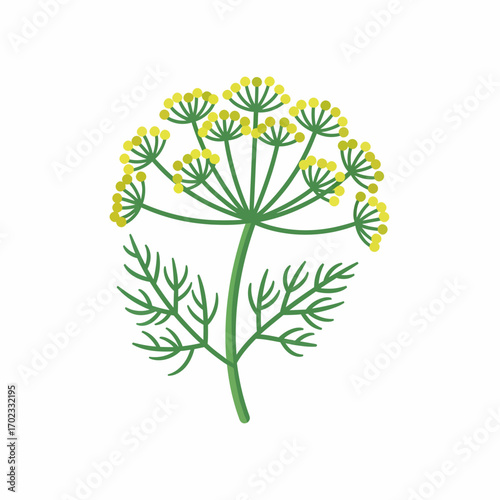 Illustration of a dill plant with yellow flowers and green feathery leaves on a white background.