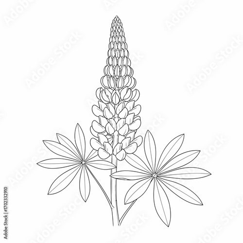 Detailed line art drawing of a lupine plant featuring a tall, conical flower spike and two prominent palmate leaves, rendered in a simple outline style.