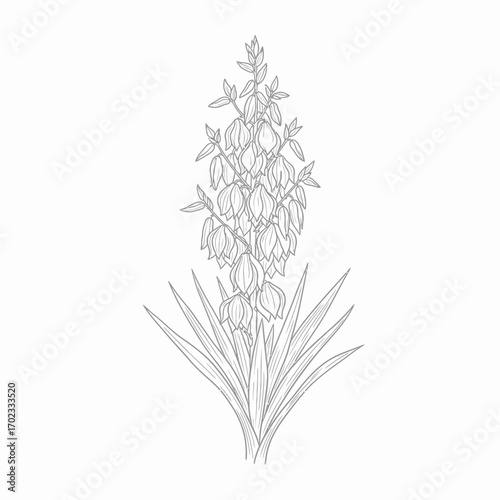 A detailed line art illustration of a yucca plant with a tall central stalk adorned with numerous bell-shaped flowers and sharp, sword-like leaves at its base.