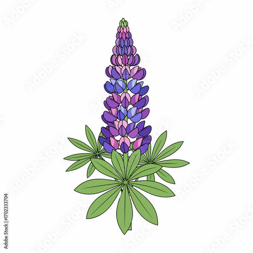 Detailed illustration of a vibrant purple and blue lupine flower with green palmate leaves, depicted on a white background.