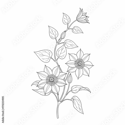 Elegant black and white line art illustration of a flowering plant with multiple blooms and leaves on a stem, presented in a botanical drawing style.