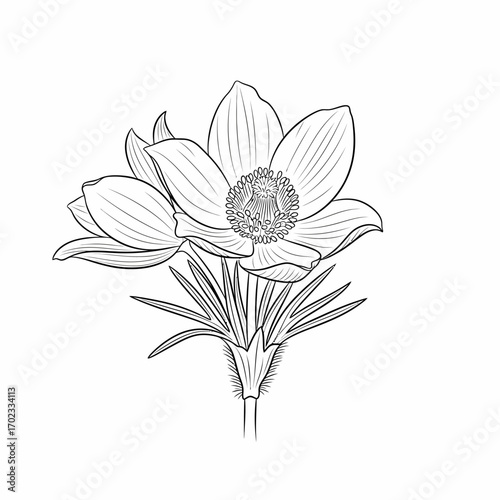 Detailed line art illustration of a pasque flower with open petals and visible stamens on a white background.