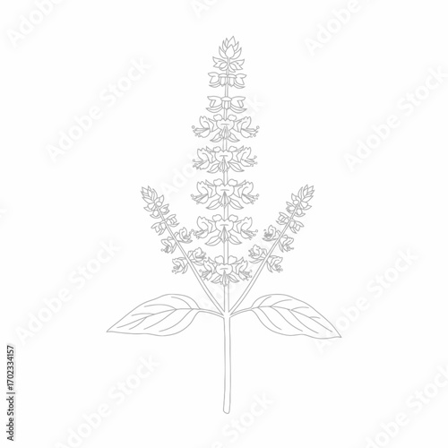 Detailed line art illustration of a flowering plant with multiple spikes and leaves, depicting its botanical structure in a minimalist style.