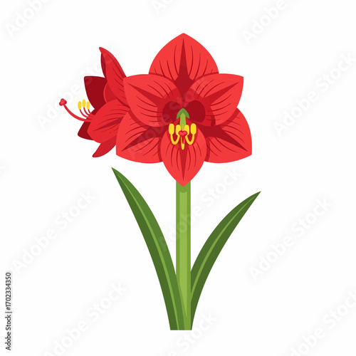 Vibrant red amaryllis flower with green stem and leaves, depicted in a simple, isolated illustration.