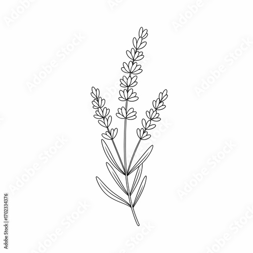 Simple black and white line art illustration of a lavender plant with multiple flowering stalks and narrow leaves, isolated on a white background.