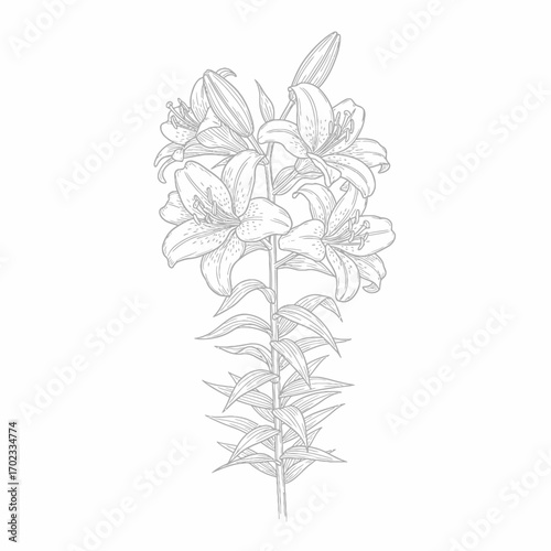 A detailed line art illustration of a lily flower plant with multiple blossoms and buds, showcasing botanical accuracy and intricate details.