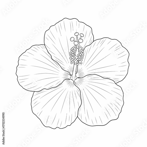 A detailed line art illustration of a tropical hibiscus flower with five petals and prominent stamen, perfect for coloring or graphic design.