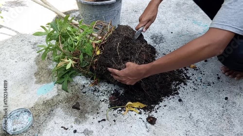 A person's hands repot a plant, exposing its extensive root system and soil on a concrete surface
