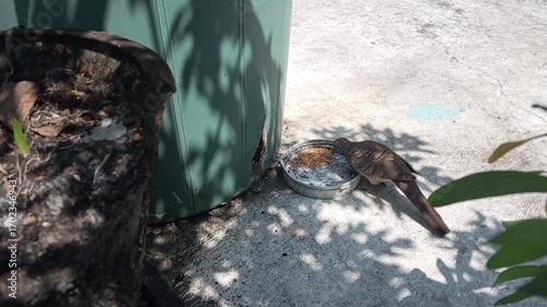 A turtle dove forages for food from a bowl on a concrete patio