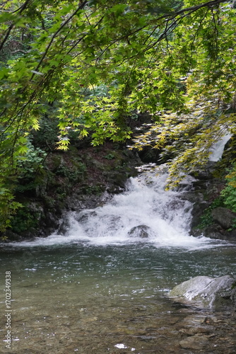 Waterfall in forest with green maple leaves in foreground, scenic nature landscape with flowing water and fresh greenery