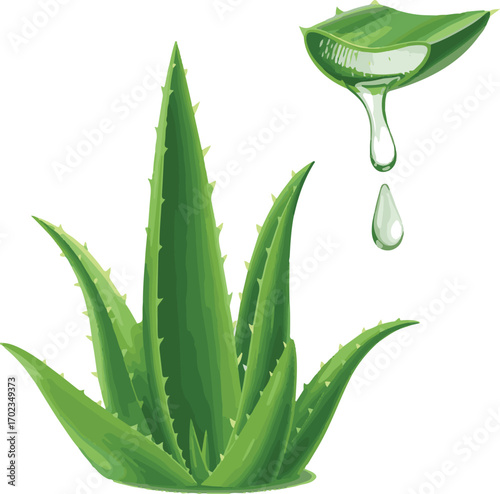 aloe vera plant