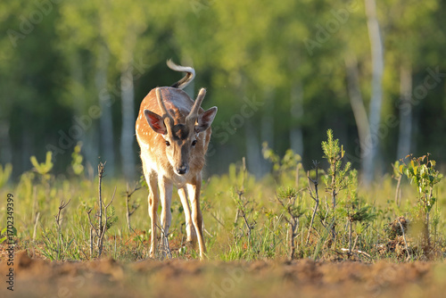 Fototapeta Naklejka Na Ścianę i Meble -  Daniel (Dama dama), fallow deer