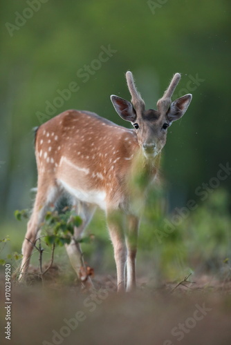 Fototapeta Naklejka Na Ścianę i Meble -  Daniel (Dama dama), fallow deer