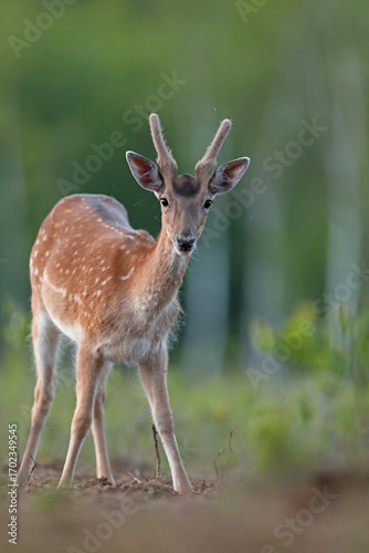 Fototapeta Naklejka Na Ścianę i Meble -  Daniel (Dama dama), fallow deer