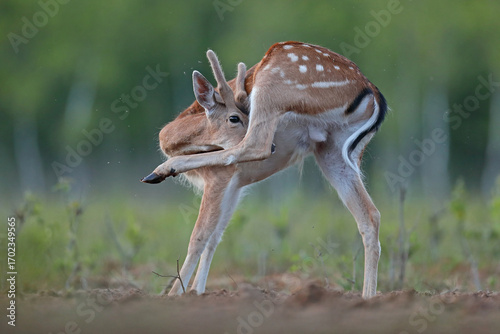 Fototapeta Naklejka Na Ścianę i Meble -  Daniel (Dama dama), fallow deer