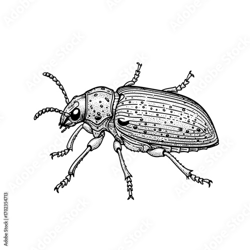 bark beetle, line art engraving, hand drawn illustration, isolated on white transparent background