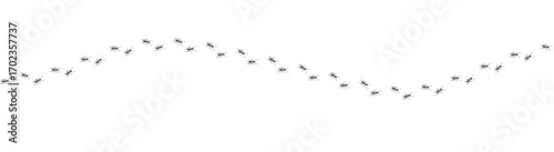 Ant trail. Walking group of black insects. Line of worker ants marching in search of food. Curve footpath of home pest isolated on transparent background. Vector