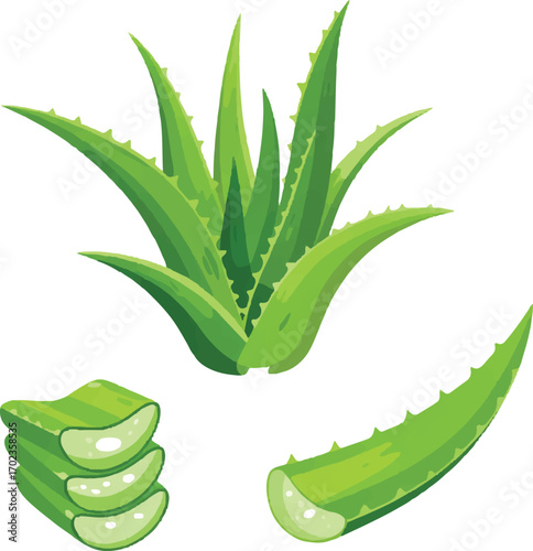 aloe vera plant