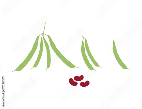 Green Kidney Bean Pod with Seeds – Fresh Organic Legume