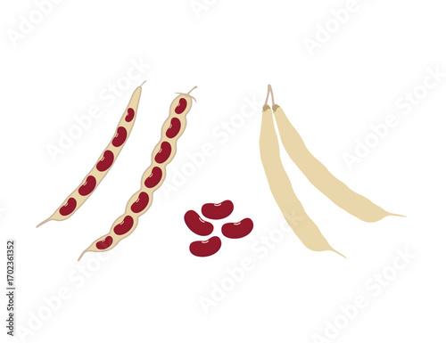 Opened and Closed Pods with Visible Kidney Beans – Vector Illustration