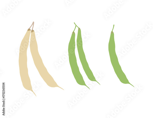 Vector Illustration of Kidney Bean Pod – Fresh Legumes and Healthy Food Design