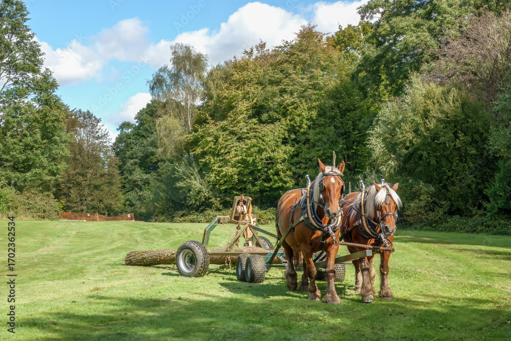 Fototapeta premium heavy horses with horse drawn forwarder being used for timber extraction 
