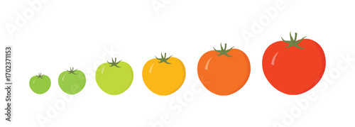 Colourful Tomatoes Vector – Red, Green, and Yellow Whole Tomatoes Showing Ripening Stages Illustration