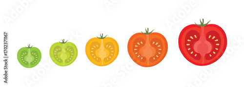 Red and Yellow Tomatoes Half-Cut Vector – Fresh Vegetable Illustration for Culinary and Healthy Food Design
