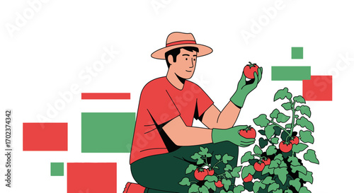 Gardener Harvesting Ripe Tomatoes From Bush In Bright And Delightful Illustration