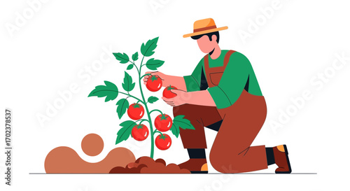 Farmer Harvesting Ripe Tomatoes From Plant In Organic Farming Illustration
