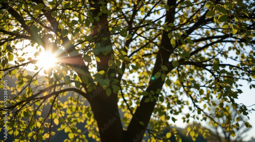 Obraz premium Sunlight Filtering Through Lush Green Leaves of a Tree