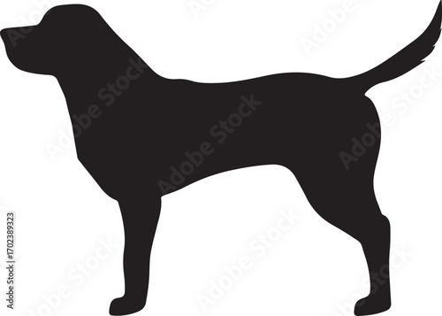 Labrador retriever dog. Vector black silhouette. Vector black silhouette of a labrador retriever dog isolated on a white background.
