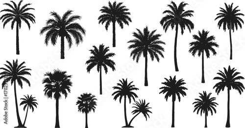 Black palm tree silhouettes collection, tropical plants vector, exotic nature icons, isolated tropical trees, summer vacation symbols, beach landscape design.