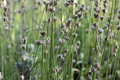 Close up shots of lavender plant buds