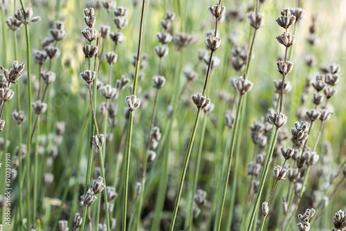 Close up shots of lavender plant buds