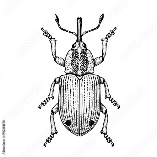 Weevil beetle, line art engraving, hand drawn illustration, isolated on white transparent background