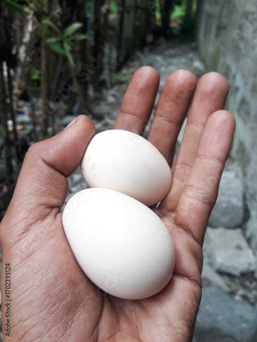 Two white chicken eggs or free-range chicken eggs on a man's palm. A nutritious food commonly consumed in various dishes.