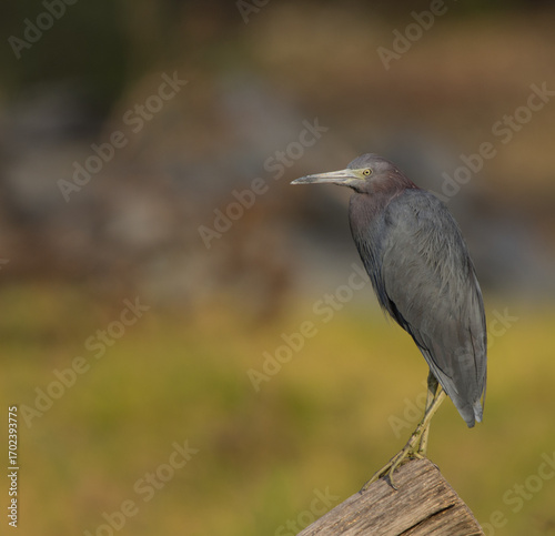 Garza azul